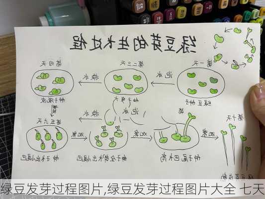 绿豆发芽过程图片,绿豆发芽过程图片大全 七天